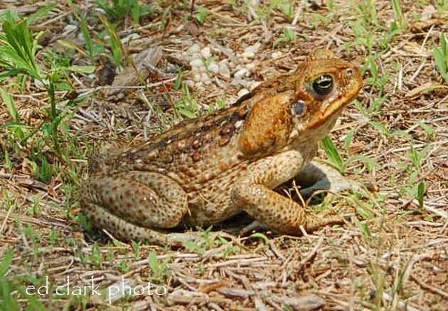 Bufo marinus (Rhinella marina)  Cane Toad05.jpg